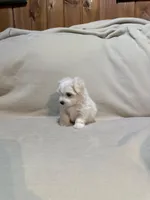 Sugar , a male Maltipoo for sale in Saint Joseph, MO – 4 of 5