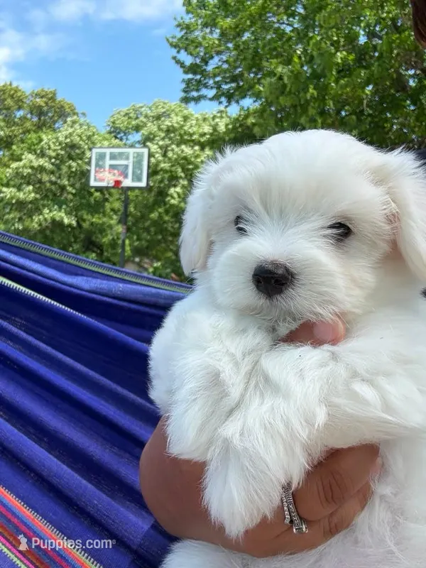 Sugar  – Maltipoo puppy for sale in Saint Joseph, MO