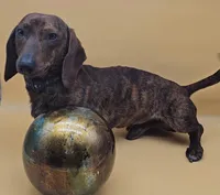 Pepsi, a male Miniature Dachshund for sale in Mauston, WI – 5 of 6