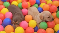 Tommy Knocker (cream), a male Miniature Dachshund for sale in Mauston, WI – 8 of 10