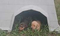 Tommy Knocker (cream), a male Miniature Dachshund for sale in Mauston, WI – 9 of 10
