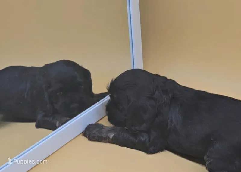 Diglett – Cocker Spaniel puppy for sale in Mauston, WI