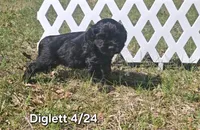 Diglett, a female Cocker Spaniel for sale in Mauston, WI – Photo 1 of 10