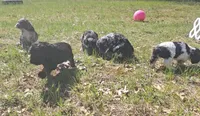 Diglett, a female Cocker Spaniel for sale in Mauston, WI – Photo 6 of 10