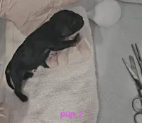 Diglett, a female Cocker Spaniel for sale in Mauston, WI – Photo 2 of 4