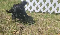 Diglett, a female Cocker Spaniel for sale in Mauston, WI – Photo 2 of 10