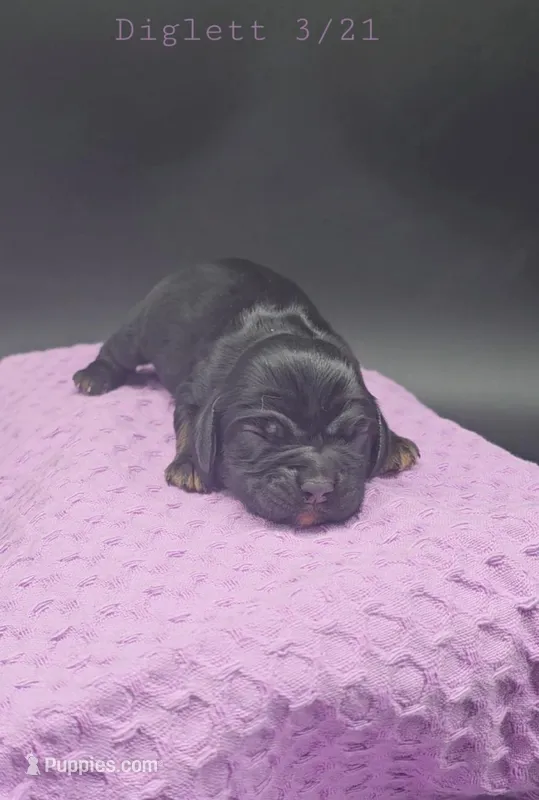 Diglett – Cocker Spaniel puppy for sale in Mauston, WI