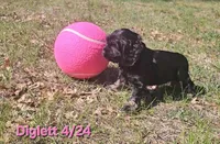 Diglett, a female Cocker Spaniel for sale in Mauston, WI – Photo 4 of 10