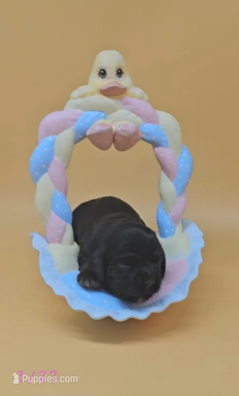 Diglett – Cocker Spaniel puppy for sale in Mauston, WI