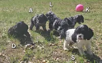 Diglett, a female Cocker Spaniel for sale in Mauston, WI – Photo 5 of 10