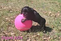 Diglett, a female Cocker Spaniel for sale in Mauston, WI – Photo 3 of 10