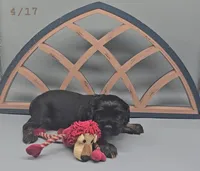 Diglett, a female Cocker Spaniel for sale in Mauston, WI – Photo 8 of 10