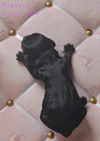 Diglett, a female Cocker Spaniel for sale in Mauston, WI – Photo 4 of 4