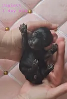 Diglett, a female Cocker Spaniel for sale in Mauston, WI – Photo 3 of 4