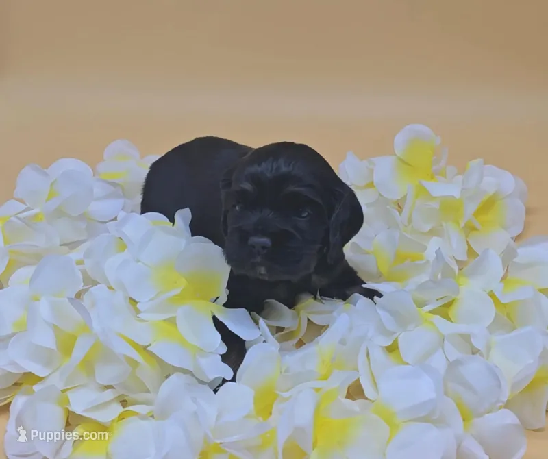 Diglett – Cocker Spaniel puppy for sale in Mauston, WI