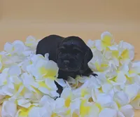 Diglett, a female Cocker Spaniel for sale in Mauston, WI – Photo 9 of 10