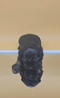 Diglett, a female Cocker Spaniel for sale in Mauston, WI – Photo 7 of 10