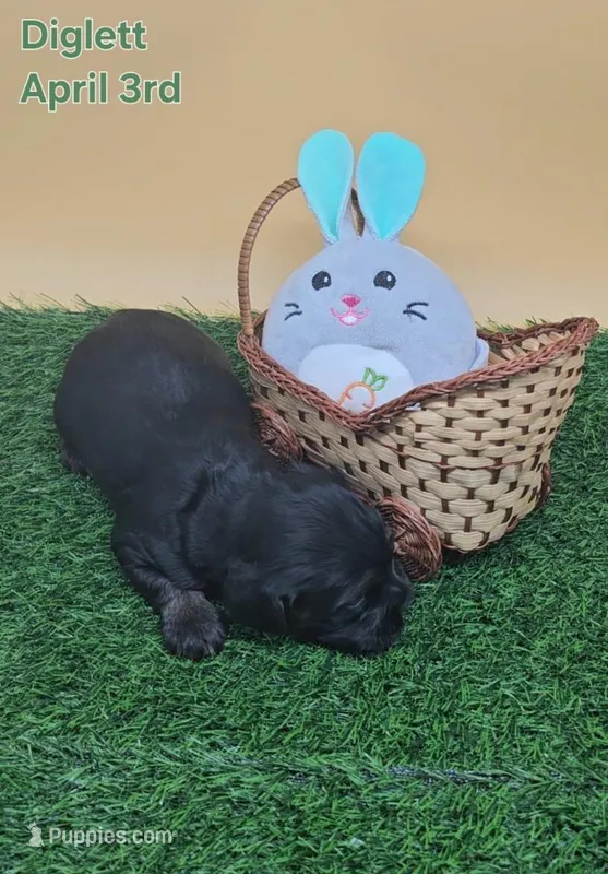 Diglett – Cocker Spaniel puppy for sale in Mauston, WI