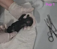 Diglett, a female Cocker Spaniel for sale in Mauston, WI – Photo 1 of 4