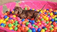 Pepsi, a male Miniature Dachshund for sale in Mauston, WI – 6 of 6
