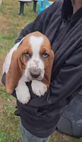 Montgomery Gator , a male Basset Hound for sale in Mauston, WI – 7 of 7