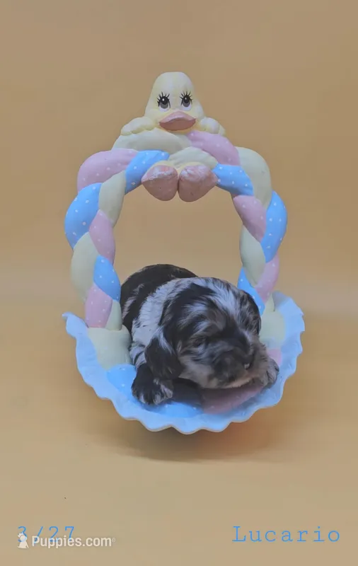 Lucario  – Cocker Spaniel puppy for sale in Mauston, WI