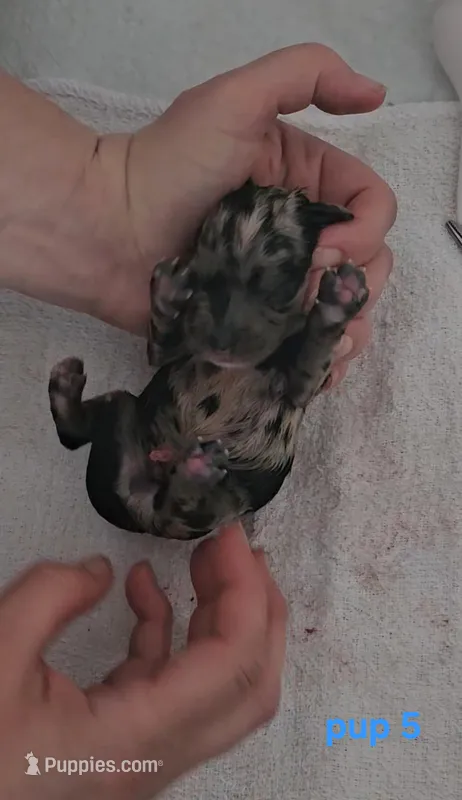 Pup 5 – Cocker Spaniel puppy for sale in Mauston, WI