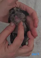 Pup 5, a male Cocker Spaniel for sale in Mauston, WI – Photo 2 of 3