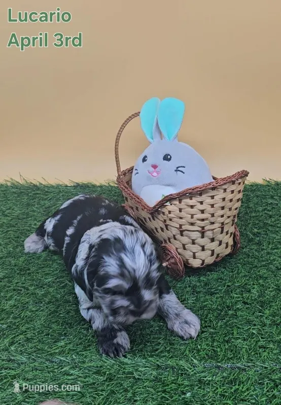 Lucario  – Cocker Spaniel puppy for sale in Mauston, WI