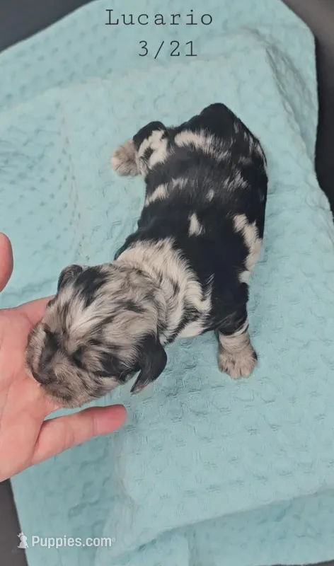 Lucario  – Cocker Spaniel puppy for sale in Mauston, WI