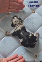 Lucario , a male Cocker Spaniel for sale in Mauston, WI – Photo 5 of 5