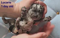 Lucario , a male Cocker Spaniel for sale in Mauston, WI – Photo 4 of 5