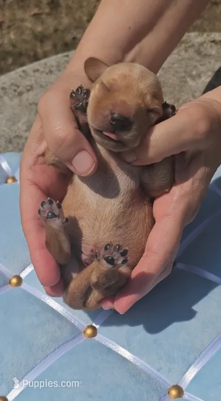 Tommy Knocker (cream) – Miniature Dachshund puppy for sale in Mauston, WI