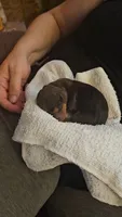 Odd Thomas (choc & tan), a male Miniature Dachshund for sale in Mauston, WI – 1 of 4
