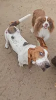 Montgomery Gator , a male Basset Hound for sale in Mauston, WI – 5 of 7