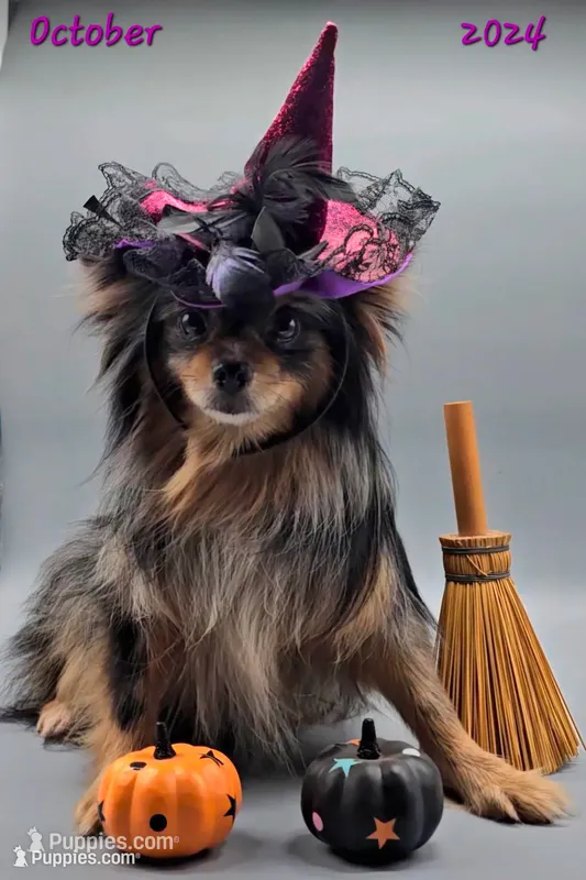 Bella (upcoming heat!), a female Pomeranian for sale in Mauston, WI – 1 of 4