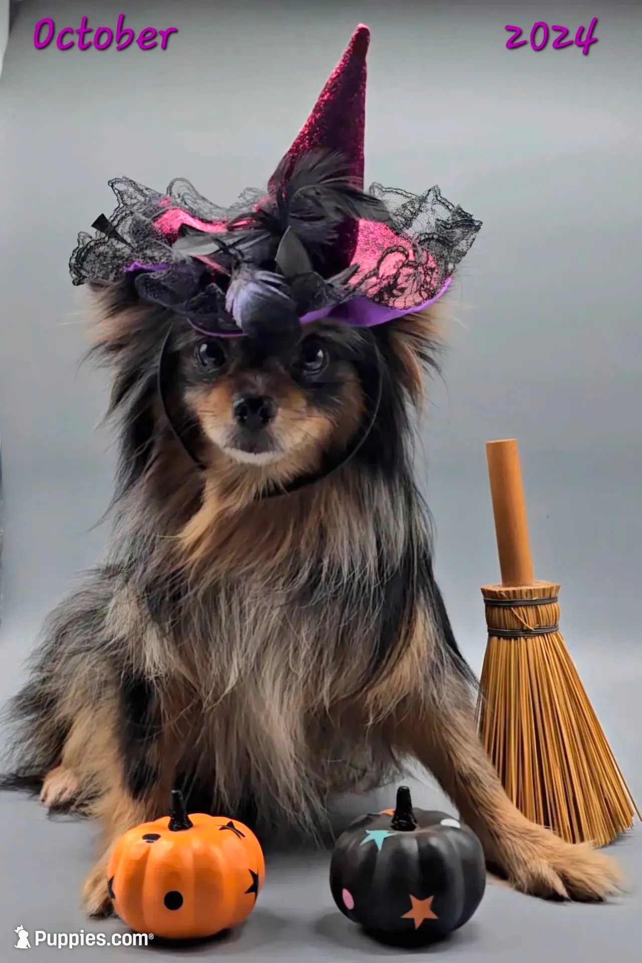 Bella (upcoming heat!), a female Pomeranian for sale in Mauston, WI – 1 of 4