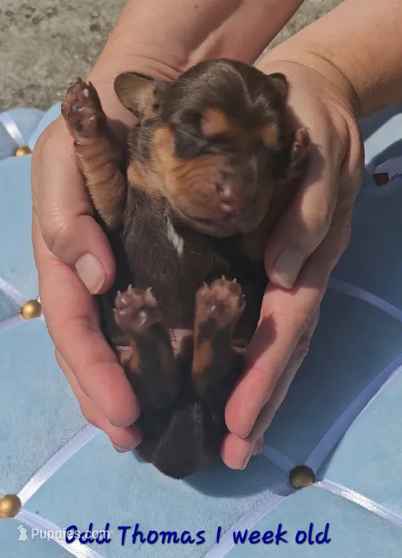 Odd Thomas (choc & tan) – Miniature Dachshund puppy for sale in Mauston, WI