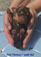 Odd Thomas (choc & tan), a male Miniature Dachshund for sale in Mauston, WI – 3 of 8