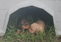 Odd Thomas (choc & tan), a male Miniature Dachshund for sale in Mauston, WI – 8 of 8