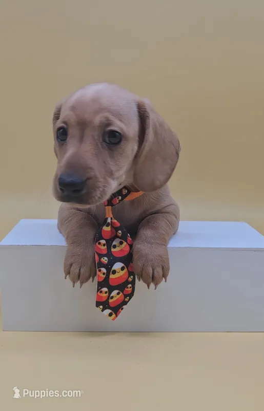 Tommy Knocker (cream) – Miniature Dachshund puppy for sale in Mauston, WI