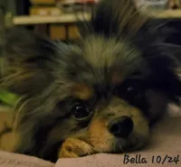 Bella (upcoming heat!), a female Pomeranian for sale in Mauston, WI – 2 of 4