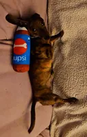 Pepsi, a male Miniature Dachshund for sale in Mauston, WI – 2 of 6