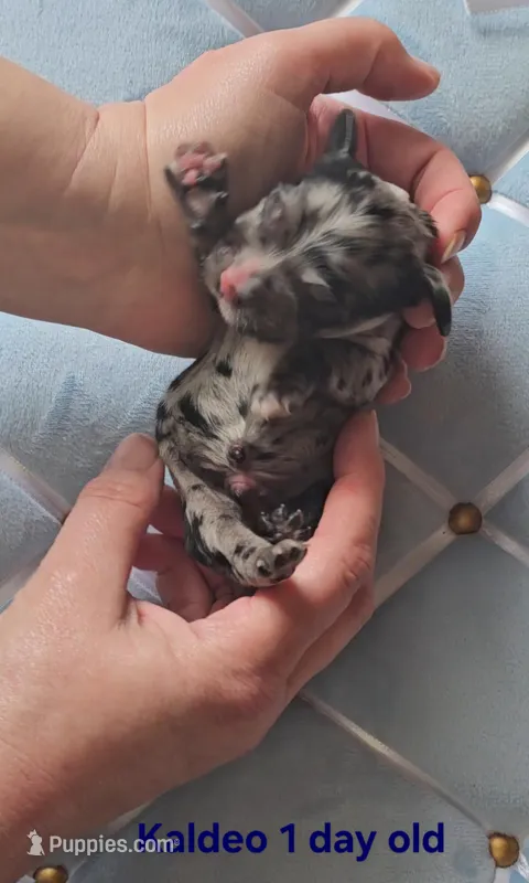 Kaldeo  – Cocker Spaniel puppy for sale in Mauston, WI