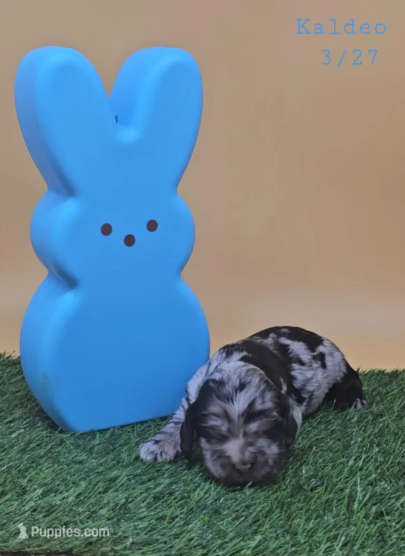 Kaldeo  – Cocker Spaniel puppy for sale in Mauston, WI