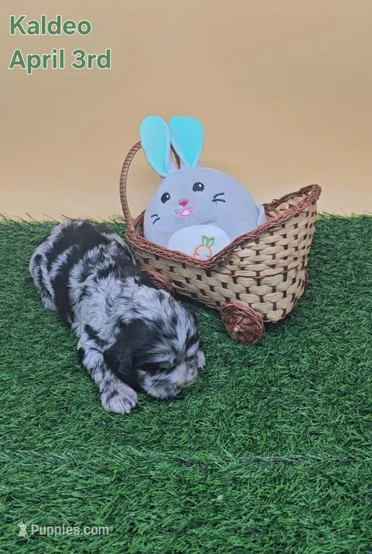 Kaldeo  – Cocker Spaniel puppy for sale in Mauston, WI