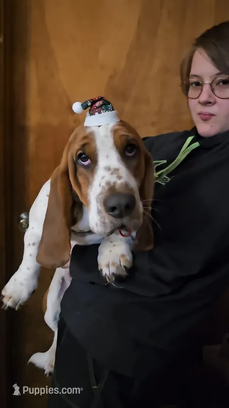 Montgomery Gator  – Basset Hound puppy for sale in Mauston, WI