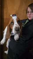 Montgomery Gator , a male Basset Hound for sale in Mauston, WI – 1 of 7