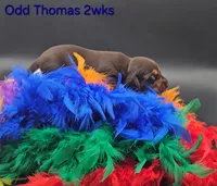 Odd Thomas (choc & tan), a male Miniature Dachshund for sale in Mauston, WI – 2 of 8