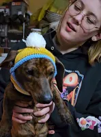 Pepsi, a male Miniature Dachshund for sale in Mauston, WI – 3 of 6